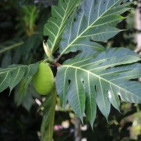 Artocarpus altilis (Parkinson) Fosberg